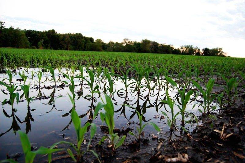 corn flooded farm